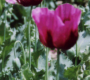 Papaver somniferum1.gif